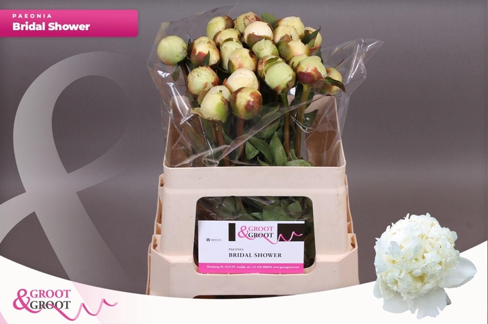 <h4>Paeonia Bridal Shower</h4>