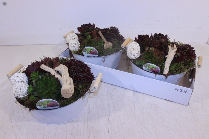 <h4>ARR SEMPERVIVUM</h4>