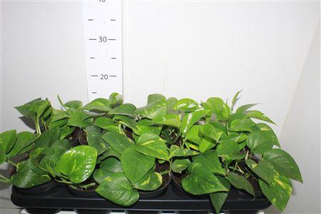 <h4>Epipr Aureum</h4>