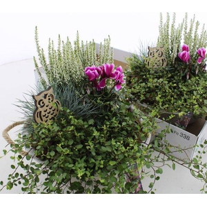 ARR TUINPLANTEN