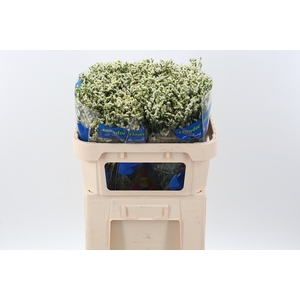 Lim S Pina Colada 80cm