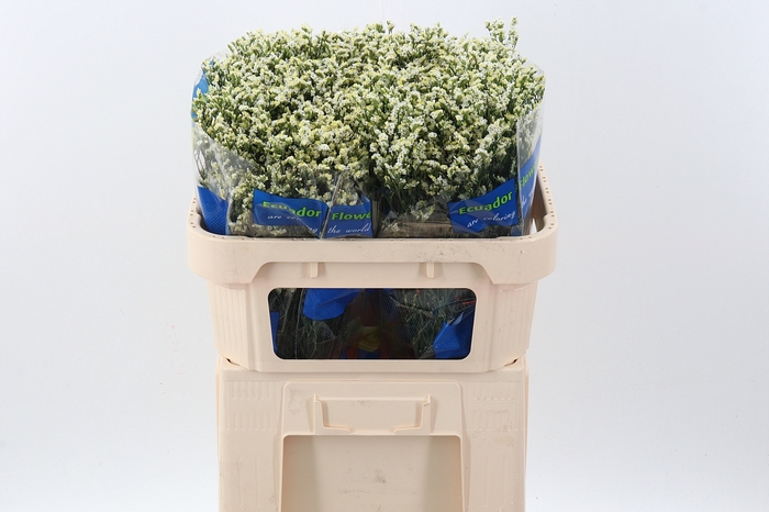 <h4>Lim S Pina Colada 80cm</h4>