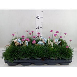 Armeria maritima 'Armada Rose'