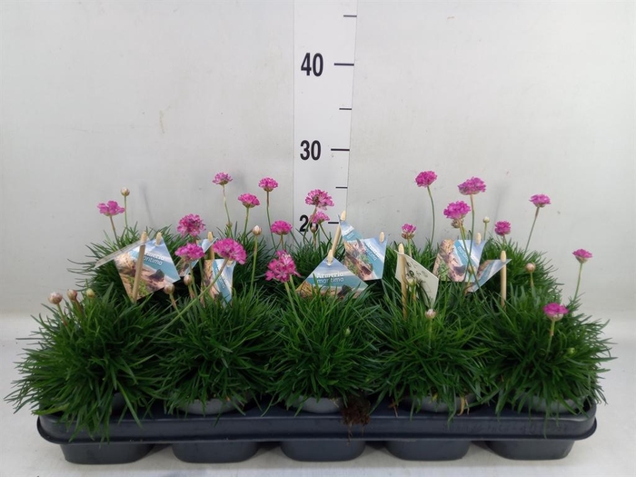 <h4>Armeria maritima 'Armada Rose'</h4>