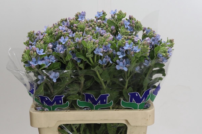 <h4>Oxypetalum Tweedia Blue</h4>