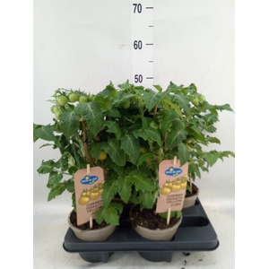 Solanum lycopersicum   ...