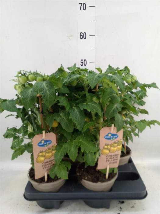 <h4>Solanum lycopersicum   ...</h4>