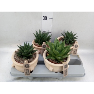 Aloe   ...mix