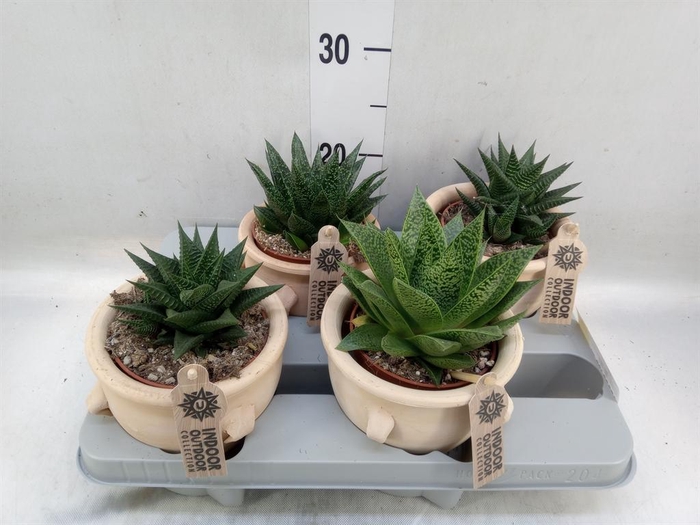 <h4>Aloe   ...mix</h4>