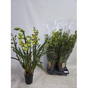 Cymbidium Groen 5 Tak