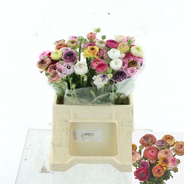 <h4>RAN EL PA ST GEM BS</h4>