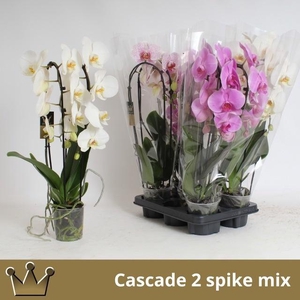 PHAL EL CASCADE