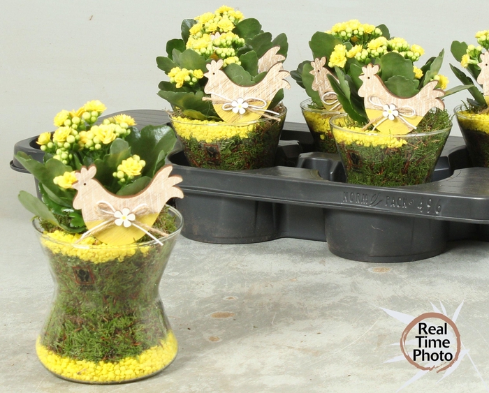 <h4>ARR KAMERPL</h4>