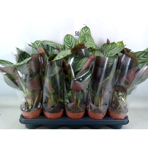 Ctenanthe setosa 'Green Flag'