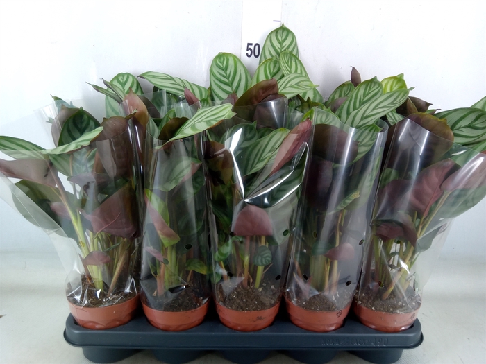 <h4>Ctenanthe setosa 'Green Flag'</h4>