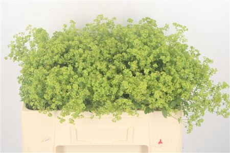 <h4>Alchemilla M Robustica</h4>