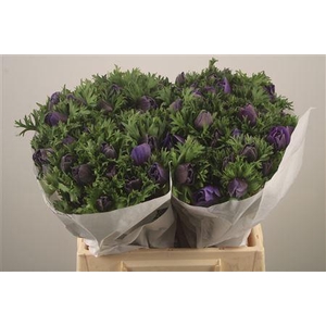 Anemone Mistral Blue