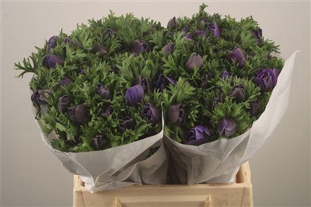 <h4>Anemone Mistral Blue</h4>