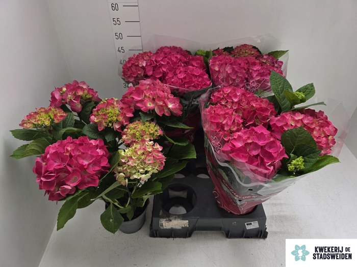 <h4>HYDR M AMSTERDAM</h4>