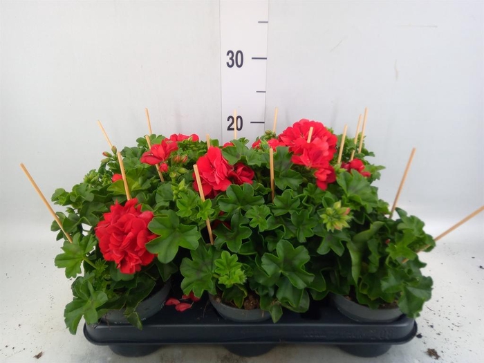 <h4>Pelargonium pelt.   ...</h4>