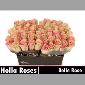 R GR BELLE ROSE