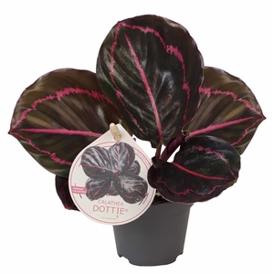 CALATHEA ROSEOPICTA