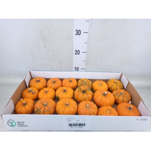 Cucurbita pepo 'Jack be Little'