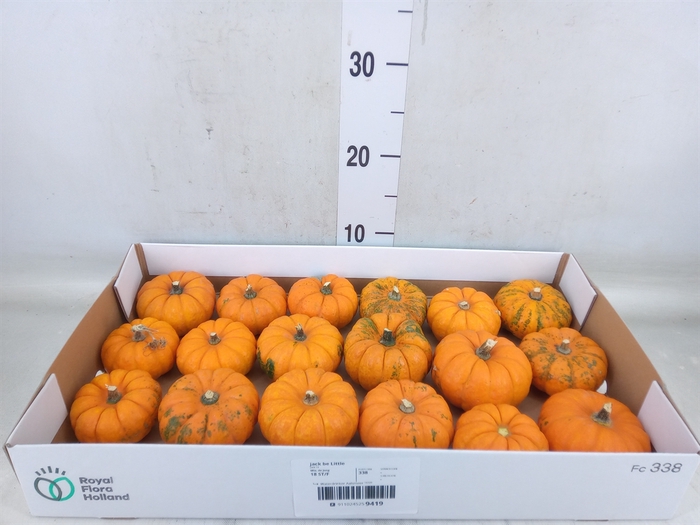 <h4>Cucurbita pepo 'Jack be Little'</h4>