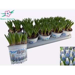 MUSCAR MOUNTAIN LADY