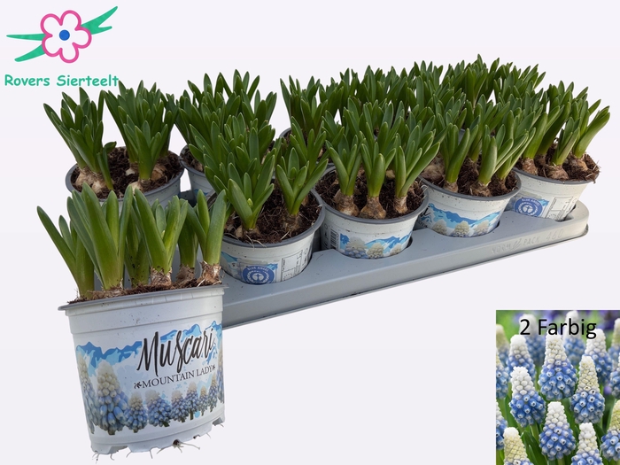 <h4>MUSCAR MOUNTAIN LADY</h4>