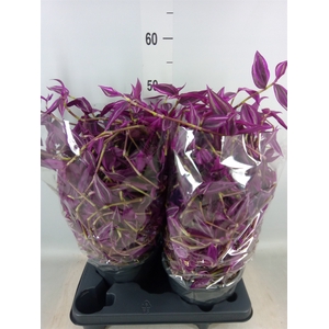 Tradescantia zebr. 'Pink Paradise'