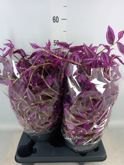 <h4>Tradescantia zebr. 'Pink Paradise'</h4>