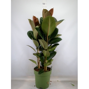 Ficus elastica 'Robusta'
