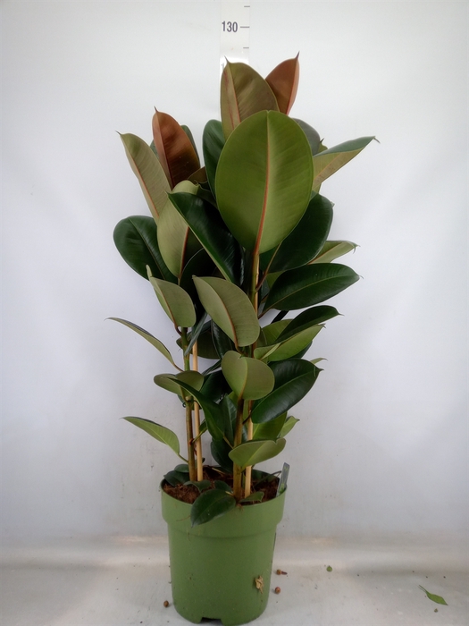 <h4>Ficus elastica 'Robusta'</h4>