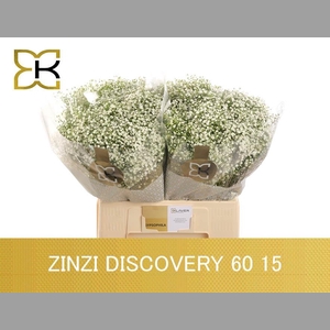 GYPS PA ZI DISCOVERY