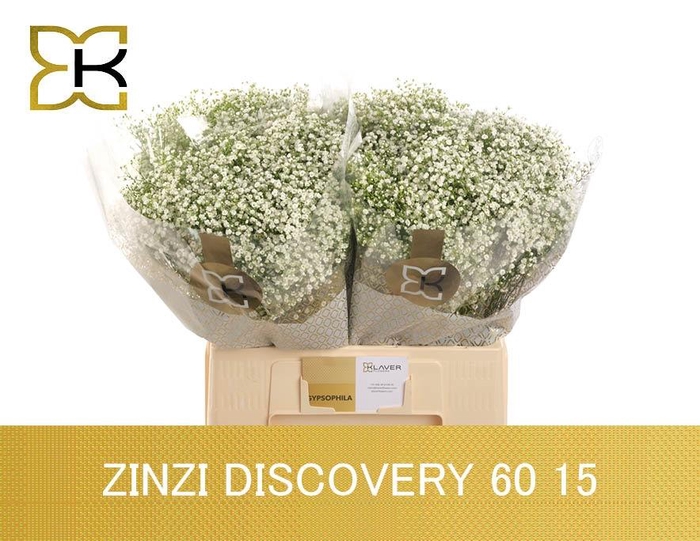 <h4>GYPS PA ZI DISCOVERY</h4>