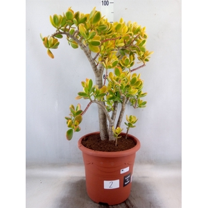 Crassula ovata 'Sunset'