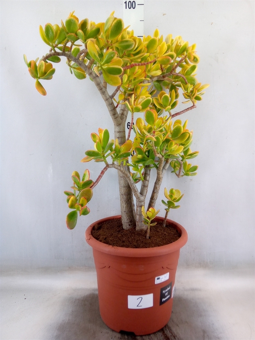 <h4>Crassula ovata 'Sunset'</h4>