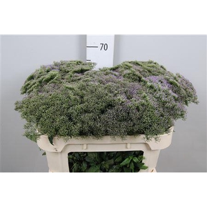 Trachelium caer. 'Blue Lake Michi'
