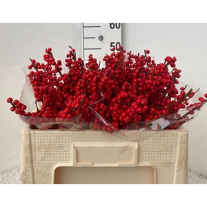 Ilex verticillata red