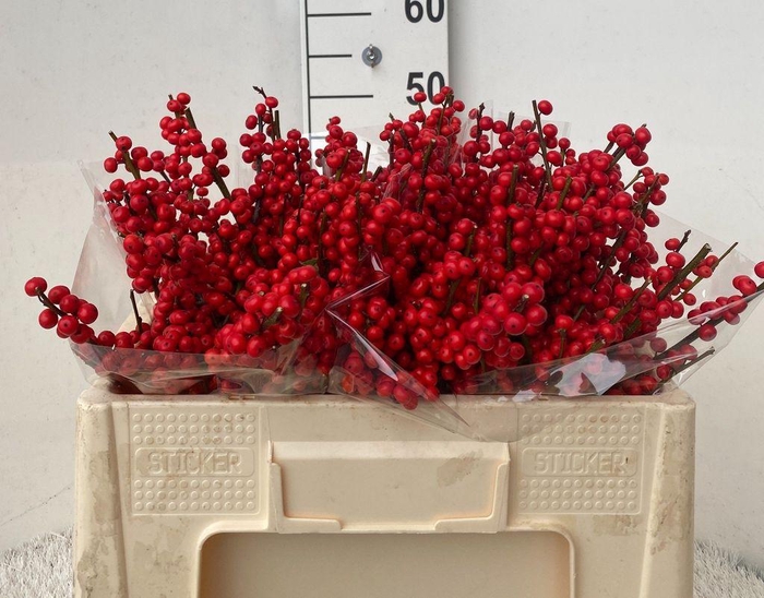 <h4>Ilex verticillata red</h4>