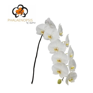 Phalaenopsis Sensation White 10-14