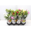 DIPLADENIA P15