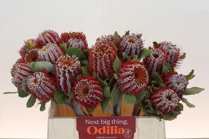 <h4>Banksia Coccinea</h4>