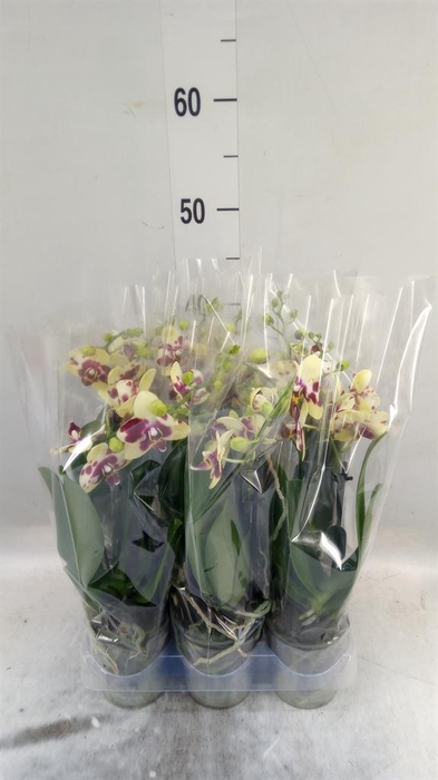 <h4>Phalaenopsis multi.   ...yellow</h4>