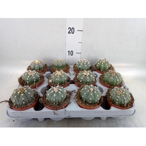 Cactus   ...