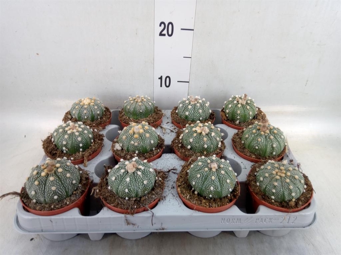 <h4>Cactus   ...</h4>