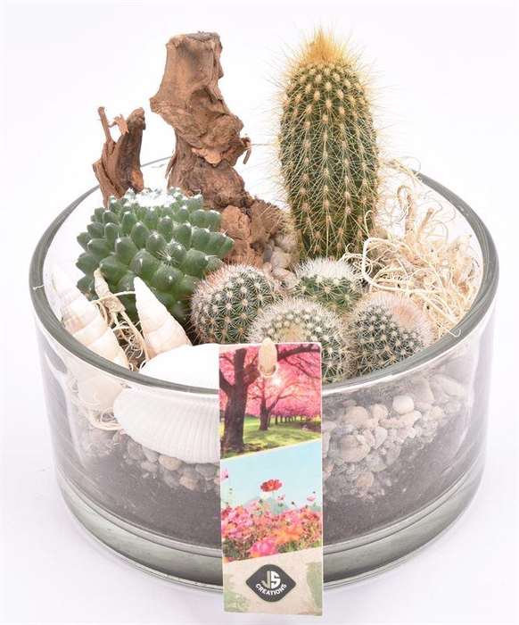 <h4>Glas schaal 15cm</h4>