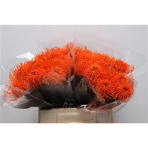 Leuco Klbh Orange