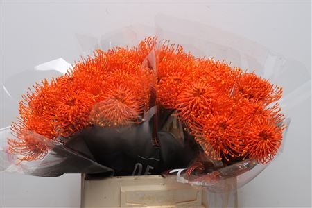 <h4>Leuco Klbh Orange</h4>